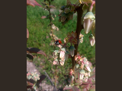 Blueberry flowers P1
