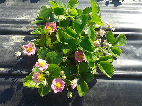 Strawberry "Pink flowers" P1