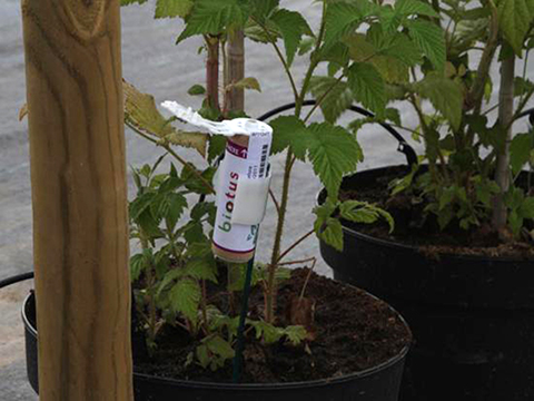 MTT: Aphid parasites release bottle