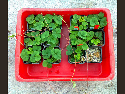 MTT: 20.6.2012 Biological control of strawberry crown rot with endophytic bacteria