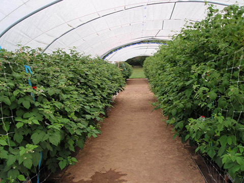 Raspberry grown in tunnels