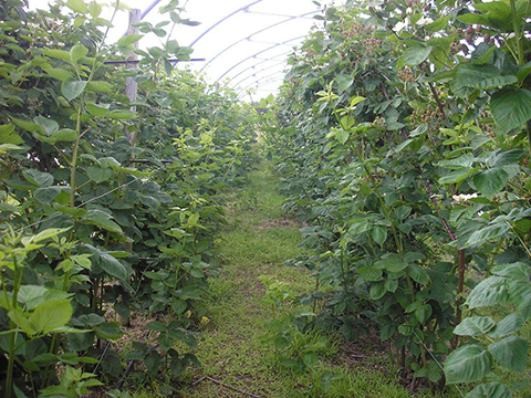 Blackberry crop and resident vegetation