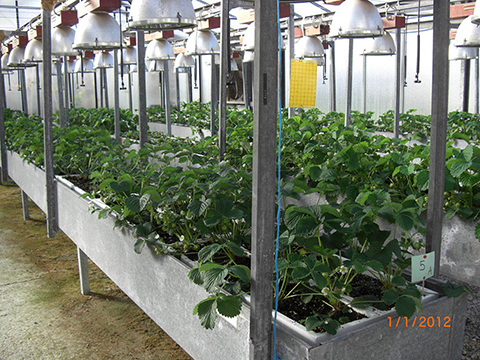 Determinig economical methods to modify growth condition for season extension