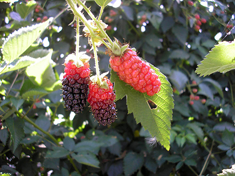 Task 2.3.1 Symptoms caused by the eriophyid mite Acalitus essigi