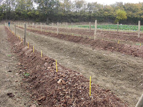 Blueberry field 2010