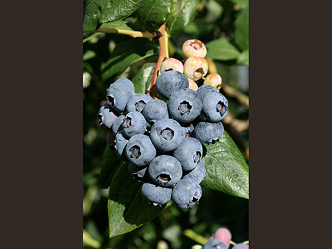 Blueberry Ph. M. Simonini 0079