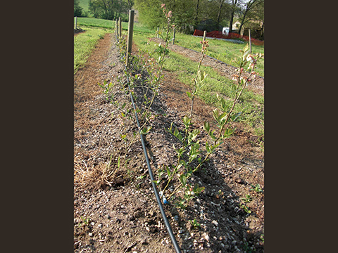 Blueberry field