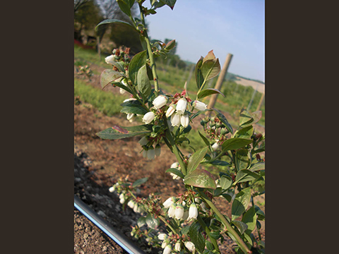 Blueberry Flowers