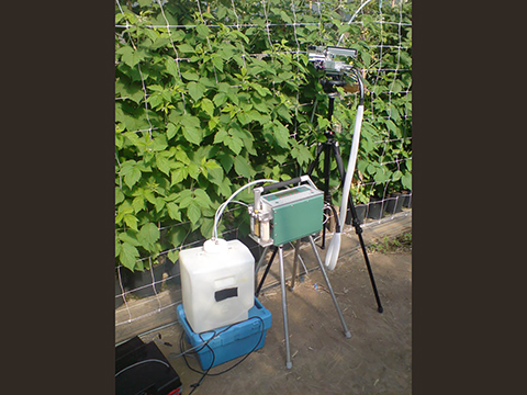Measuring phytosynthese activity of raspberry