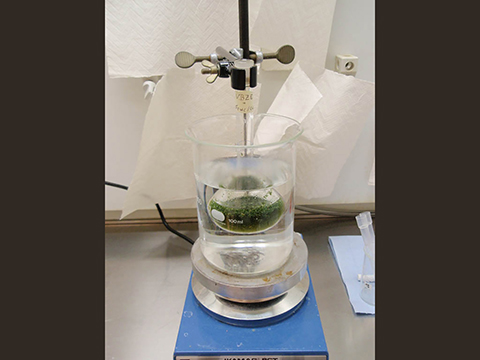 Extraction of raspberry leaves with water