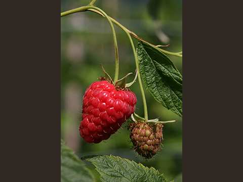 Raspberry© Ph. M. Simonini 0074