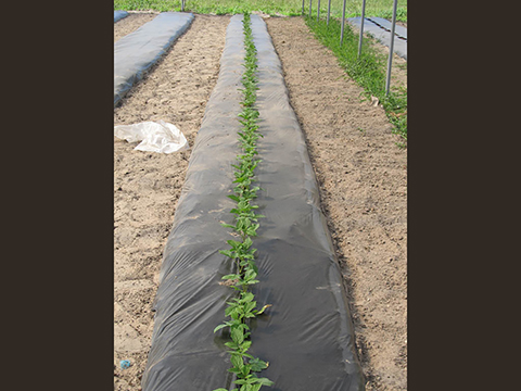 Task 2.1.1.b Ens Var Jun 04