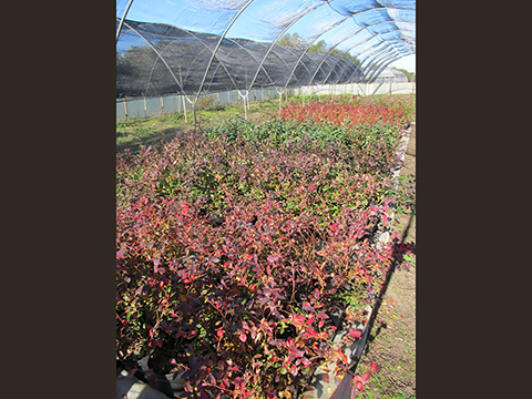 Task 2.1.1.c Blueberry