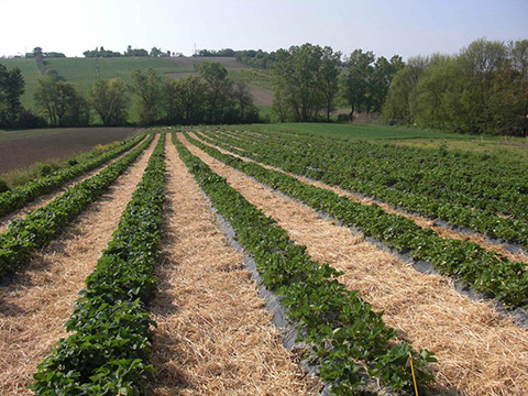 Strawberry field 2011