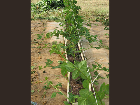 Task 2.1.1.ii Blackberry