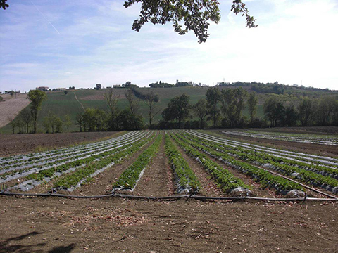 Ancona Strawberry field 2012
