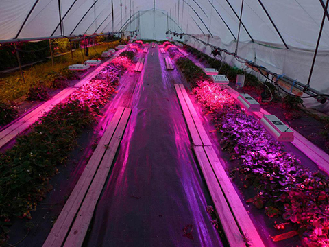 Interaction between light and grow Jordbær hele feltet