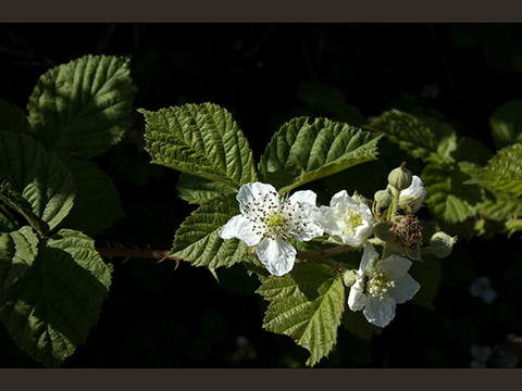 flower of rubus P4