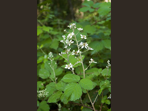 Rubus inflorescence P4