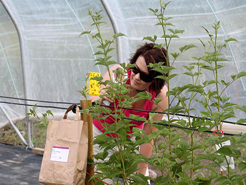 MTT: Yellow trap and predatory mite bag